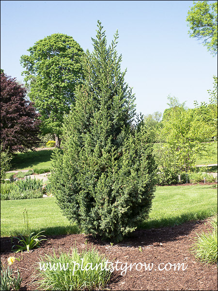 Star Power Juniper (Juniperus)